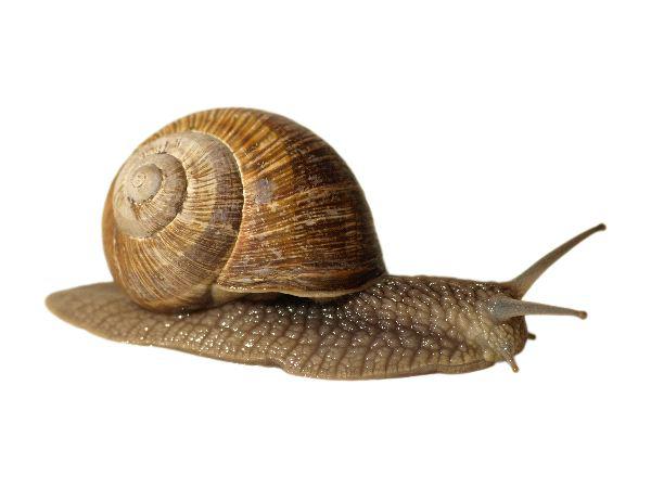 Land_Snail_600.jpg