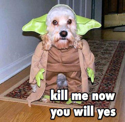 yoda-dog-kill-me-meme.jpg