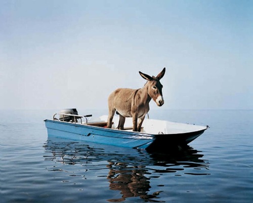 Donkey-in-a-Boat.jpg