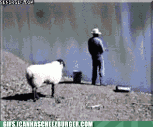 sheep.gif