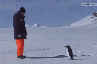funny-penguin-attack-gif-01.gif