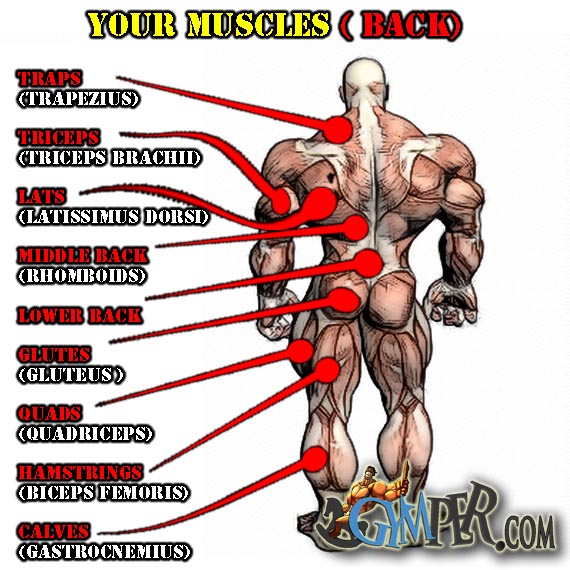 muscle-exercises-back.jpg