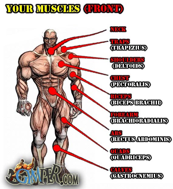 muscle-exercises-front.jpg