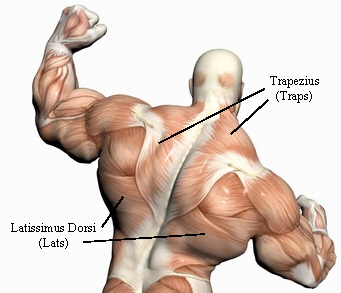 back_muscles.jpg