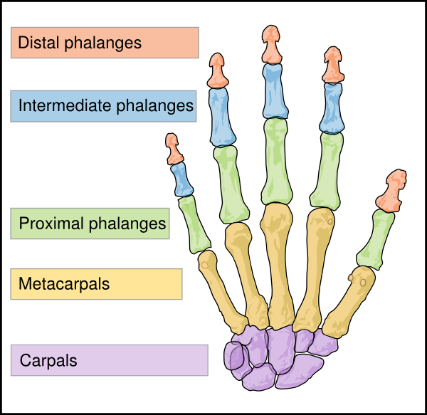 12641393801387423542Scheme_human_hand_bo