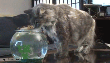 1313493760_air_swimmer_shark_attacks_cat