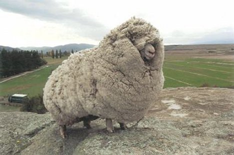 sheep-with-60-pounds-of-wool.jpg
