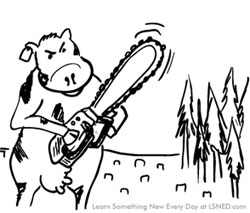 cow_chainsaw_1.jpg