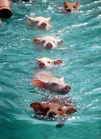 Swimming-pigs2.jpg