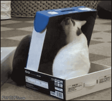 cat.gif?w=780