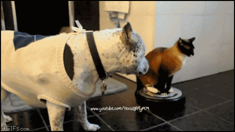 roomba-cat-vs-dog.gif?w=780