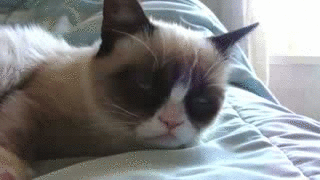 Grumpy-Cat-Yawning-GIF.gif