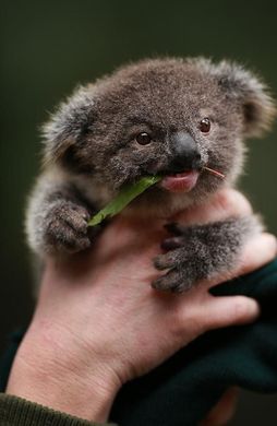 25+ best ideas about Baby koala on Pinterest | Baby sloth ...