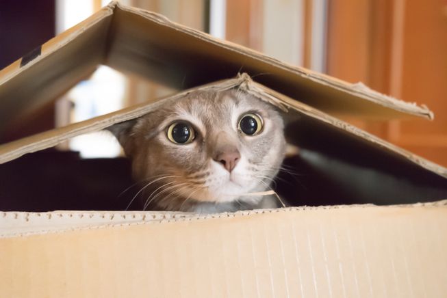 Image result for cat in a box